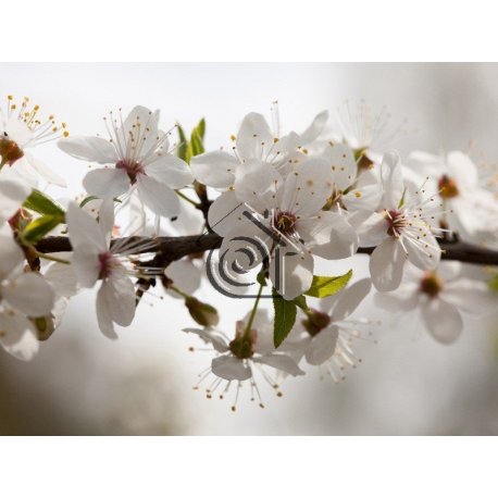 Fotomural Apple Tree (Spring) FT-1429