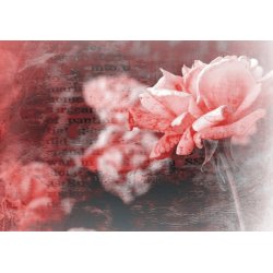 Fotomural Nice Roses FT-0322