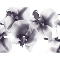 Fotomural Orchids FT-1415