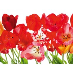 Fotomural Red Tulips Big FT-0067