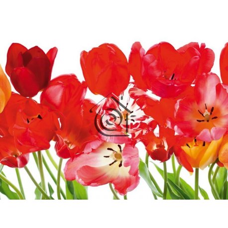 Fotomural Red Tulips Big FT-0067