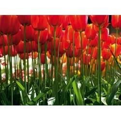 Fotomural Red Tulips FT-0137