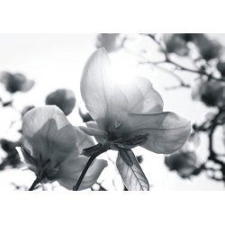 Fotomural Transparency Roses FT-0354