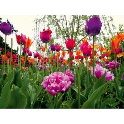 Fotomural Tulips And Peony FT-0136