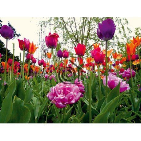 Fotomural Tulips And Peony FT-0136