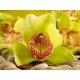 Fotomural Yellow Orchid FT-0153