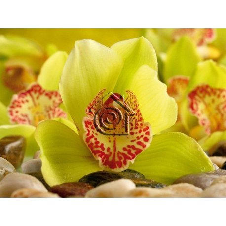 Fotomural Yellow Orchid FT-0153