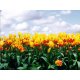 Fotomural Yellow Tulips FT-0140