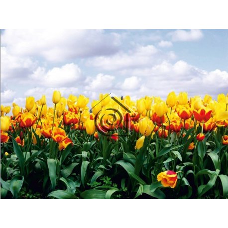 Fotomural Yellow Tulips FT-0140