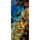 Fotomural Coral Reef FT-0223