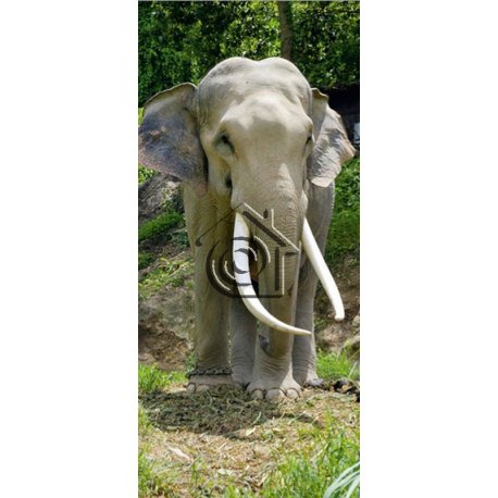 Fotomural Elephant FT-0208