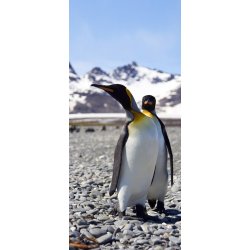 Fotomural Penguin FTV1521
