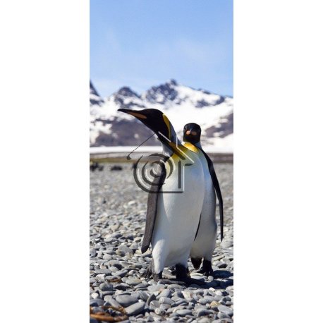Fotomural Penguin FTV1521