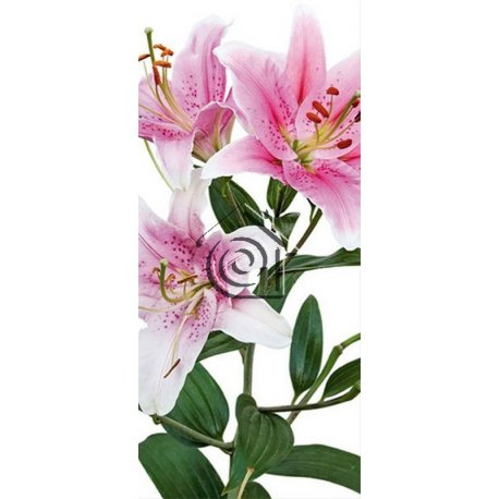 Fotomural Pink Lily FT-0213