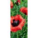 Fotomural Poppy FT-0009