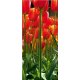 Fotomural Red Tulips FT-0220