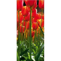 Fotomural Red Tulips FT-0220