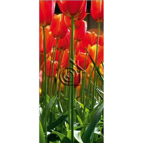 Fotomural Red Tulips FT-0220