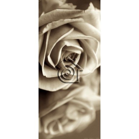 Fotomural Sepia Rose FTV1508