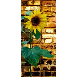 Fotomural Sunflower On Bricks FT-0042