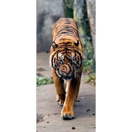 Fotomural Tiger FT-0001