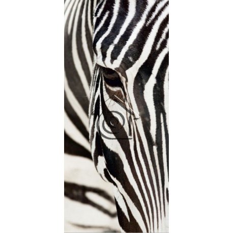 Fotomural Zebra FT-0211