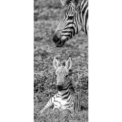 Fotomural Zebra Mom & Kids FTV1502