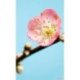 Fotomural Peach Blossom V3-753