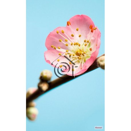 Fotomural Peach Blossom V3-753