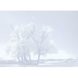 Fotomural Autor Tree 101