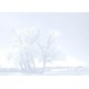 Fotomural Autor White Soft Tree 101