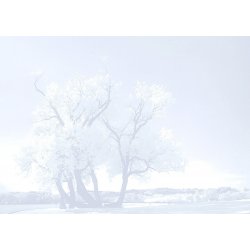 Fotomural Autor White Soft Tree 101