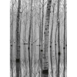 Fotomural Birch Forest in the Water CW15122-4