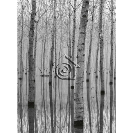 Fotomural Birch Forest in the Water CW15122-4