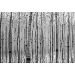 Fotomural Birch Forest in the Water CW15122-8