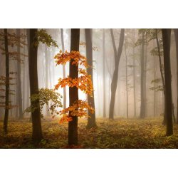 Fotomural Foggy Autumn Forest CW15153-8