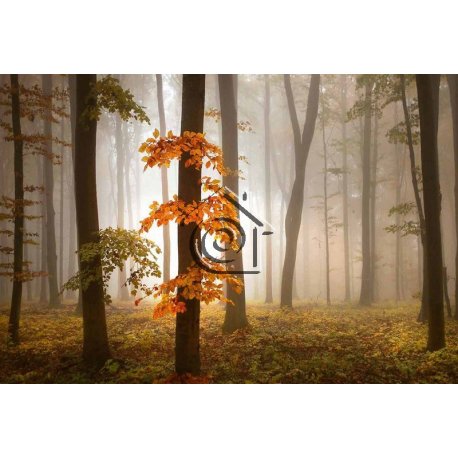 Fotomural Foggy Autumn Forest CW15153-8