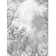 Fotomural Tree Tops CW15434-4