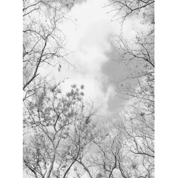 Fotomural Tree Tops CW15434-4