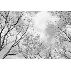 Fotomural Tree Tops CW15434-8