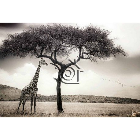 Fotomural Giraffe Safari CW15084-8