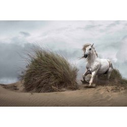 Fotomural White Wild Horse CW15086-8