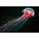 Fotomural Jellyfish CW15116-8