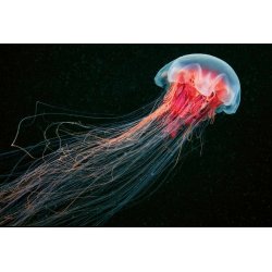 Fotomural Jellyfish CW15116-8