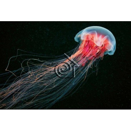 Fotomural Jellyfish CW15116-8
