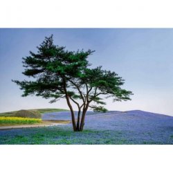 Fotomural Tree in Blue Flower Field in Japan CW15034-8