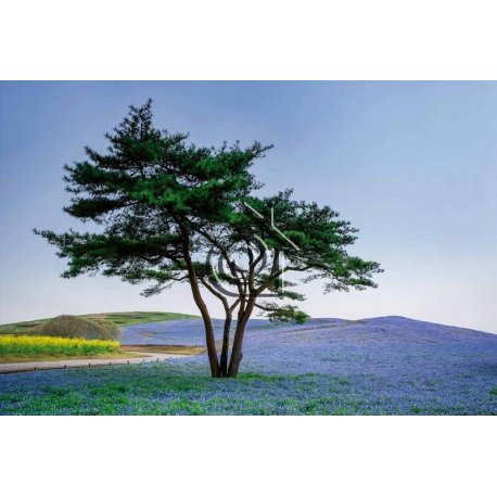 Fotomural Tree in Blue Flower Field in Japan CW15034-8