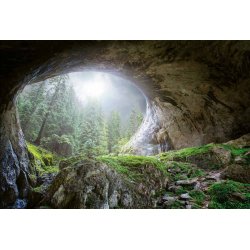 Fotomural Cave in the Forest CW15078-8