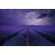 Fotomural Field of Lavender CW15148-8