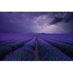 Fotomural Field of Lavender CW15148-8